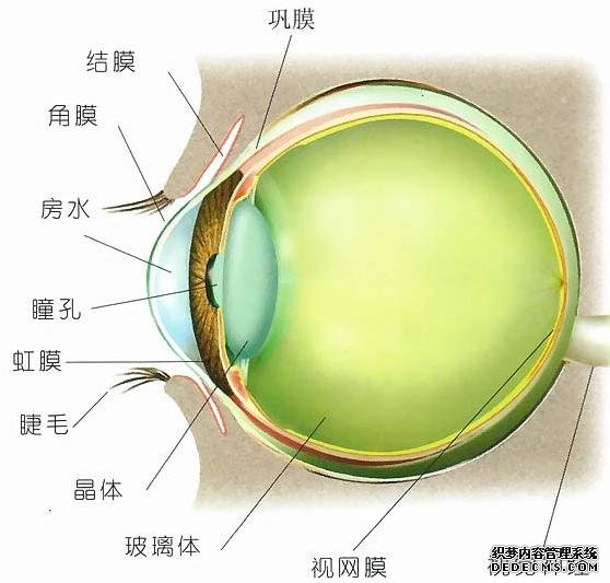 军医提醒：青光眼的易患因素有哪些？