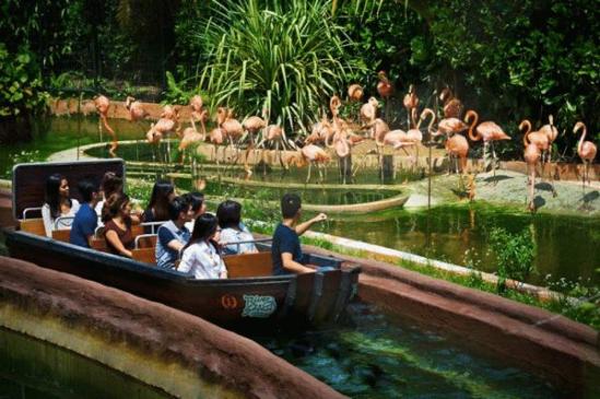 新加坡动物园与红毛猩猩共进野趣早餐