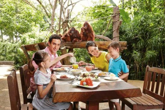 新加坡动物园与红毛猩猩共进野趣早餐