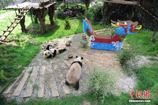 6月6日，大熊猫躺在龙舟旁啃竹笋。端午节临近，云南野生动物园为园内的大熊猫准备了可口美味的竹笋、窝窝头和龙舟玩具，让熊猫馆充满浓浓的节日味。今年4月份，来自四川大熊猫基地的两只大熊猫和兴与囡囡顺利抵昆，在云南野生动物园安家。 中新社记者 刘冉阳 摄
