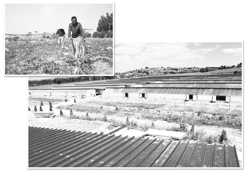 左上图 山西省武乡县通过“公司+农户+基地”的产业发展模式，在全县推广油用牡丹产业，让近2000农户受益。