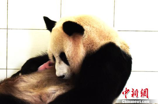 大熊猫“汪佳”和宝宝在一起。 赵燕 摄