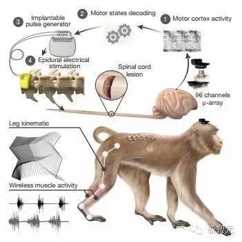 【j2开奖】【Nature 重磅封面】脑脊柱接口让瘫痪猴子重新行走，人机结合重大突破