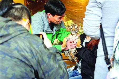 上海野生动物园工作人员将幼虎交到游客手中合影/晨报记者张佳琪