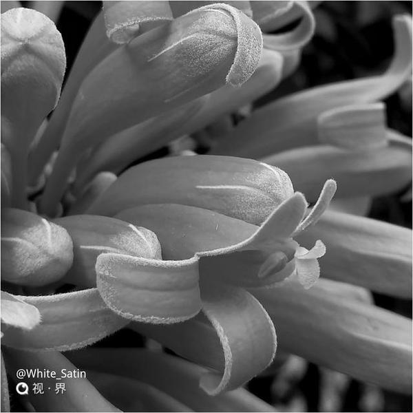 【j2开奖】发现身边的美 努比亚z11微距镜头下的花花世界