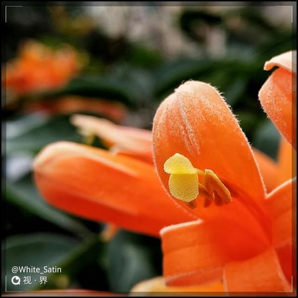 【j2开奖】发现身边的美 努比亚z11微距镜头下的花花世界