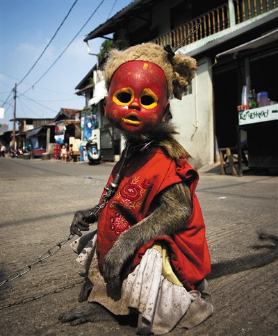 2011年6月1日，印度尼西亚雅加达，一只受过训练的猴子在街头表演。图/CFP