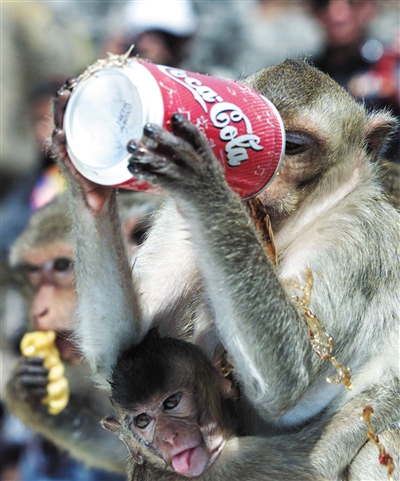 2001年11月25日，泰国Lothburi，一只猴子在猴子自助餐节上喝可乐。图/CFP