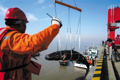 昨日，在如东县洋口港经济开发区阳光岛码头，工作人员正在打捞第二头搁浅死亡抹香鲸。