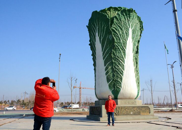 据了解，聊城大白菜雕塑是由景观设计师王军方设计，王军方是聊城莘县人，2002毕业于