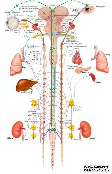军医科普：脊髓及椎管纵裂
