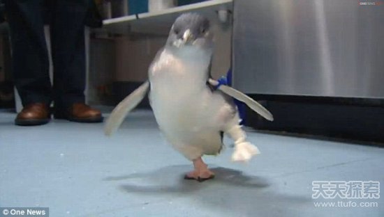 工作人员为一只截肢多年的小蓝企鹅安装了3D打印出来的假肢