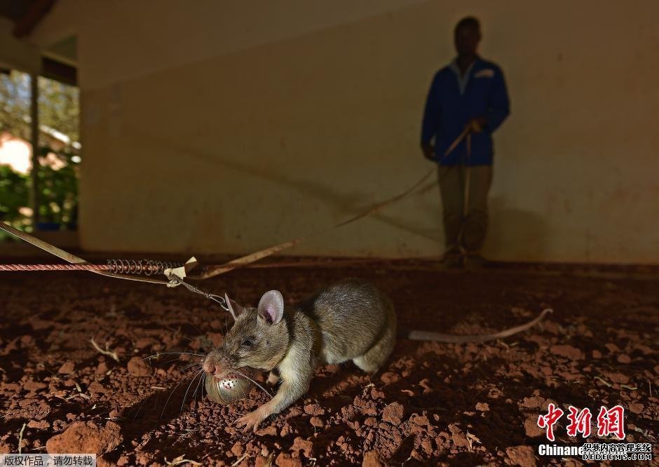 坦桑尼亚训练巨鼠探测地雷