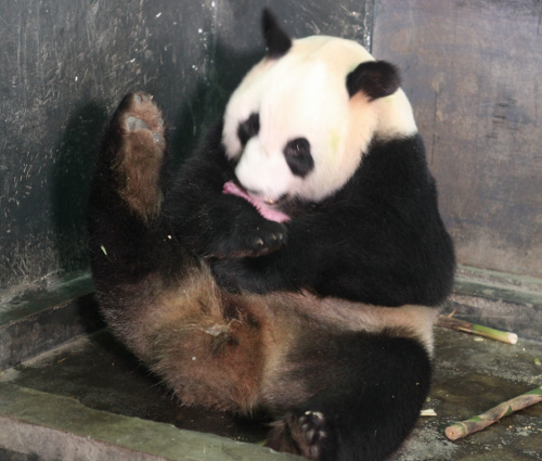 大熊猫“壮妹”产仔。李伟 摄