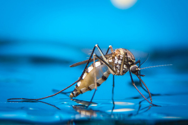 wzatv:【图】谷歌子公司欲用人工智能技术消灭蚊子