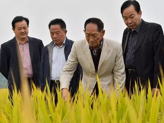 码报:【j2开奖】中国杂交水稻创世界纪录，支付宝今日提现收费了。