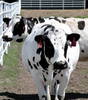 码报:【j2开奖】基因改造奶牛有望成为传染病大爆发的第一道防线
