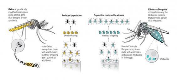 wzatv:【j2开奖】数十亿转基因蚊子被放飞以对抗病毒，结果如何拭目以待！