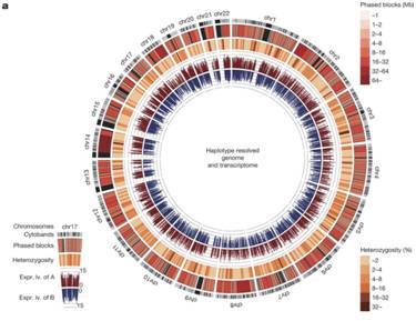 码报:【j2开奖】韩国人绘制出最连续人类基因图谱，发现了亚洲人特有的突变