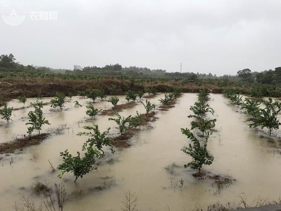 台风过后，山瑶脆柑幼苗基地没有受损，但是积水严重