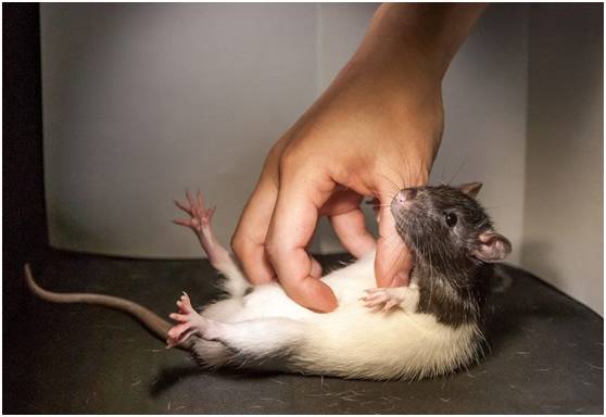 【j2开奖】科学家咯吱了一群大鼠，就为解释人为什么会痒痒