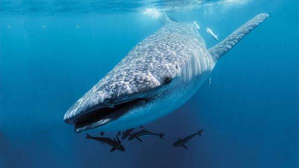 报码:【j2开奖】无需撒网捞鱼，从海里收集环境DNA便可得知鲸鲨种群秘密