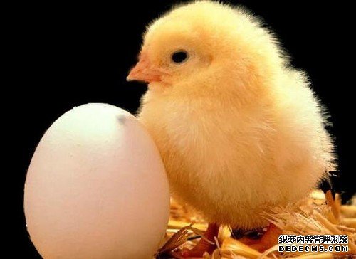 先有鸡还是先有蛋？科学家终于给出解释