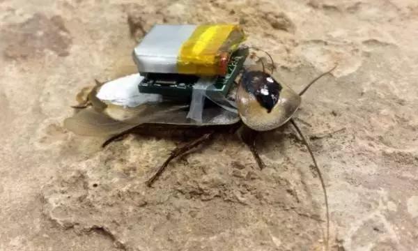 【j2开奖】丧心病狂的科学家，竟然将活蜻蜓改造成了无人机！