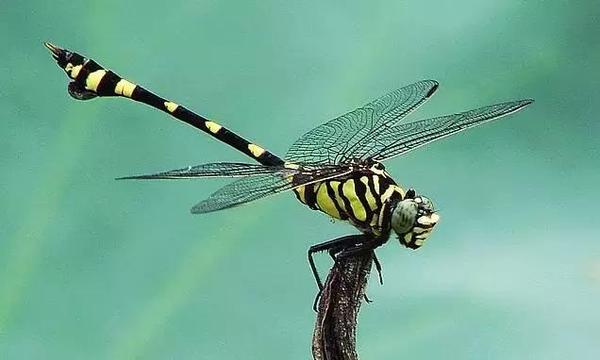 【j2开奖】丧心病狂的科学家，竟然将活蜻蜓改造成了无人机！
