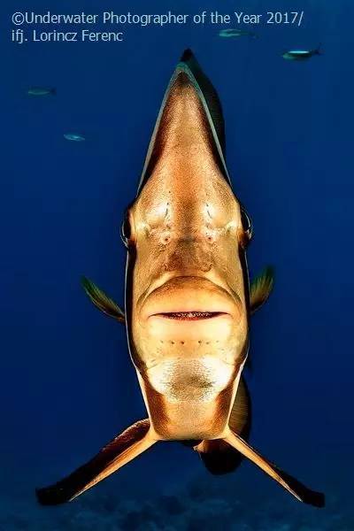 【j2开奖】恐怖与壮美：16张最动人心魄的水下摄影作品