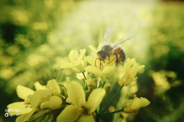 【j2开奖】手机摄影专家 | 捕捉昆虫生长的力量