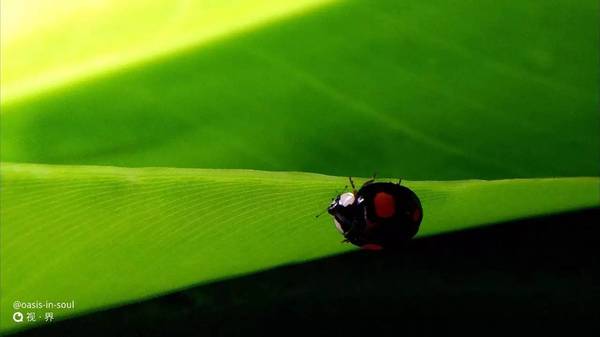 【j2开奖】手机摄影专家 | 捕捉昆虫生长的力量