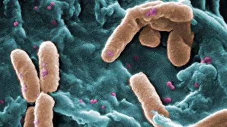 wzatv:【j2开奖】世卫组织公布12种最危险的耐药细菌名单