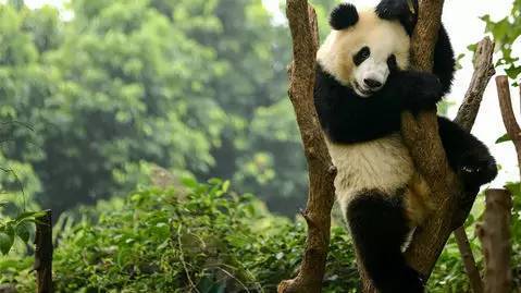 【图】最新研究：大熊猫的黑眼圈竟然是表示凶残？