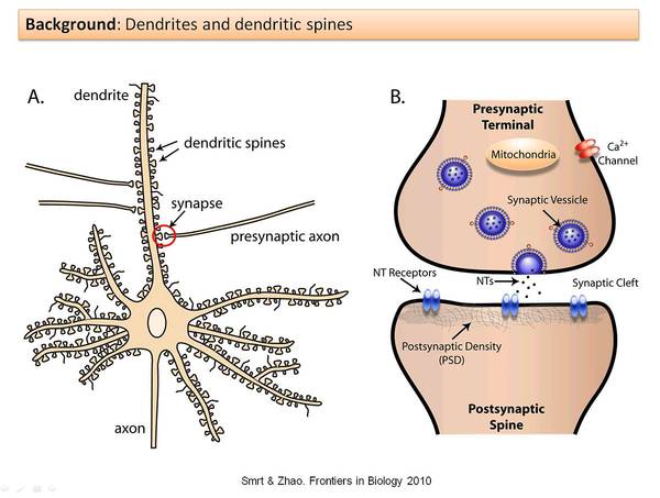 【j2开奖】深度 | 剖析DeepMind神经网络记忆研究：模拟动物大脑实现连续学习