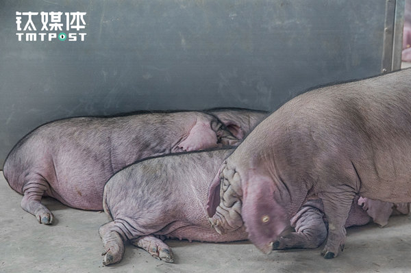 码报:【j2开奖】我和丁磊养的猪“睡”了一夜丨钛媒体影像《在线》