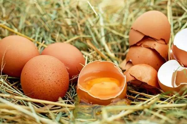 报码:【图】包养一只有身份的鸡，给你直播为你下蛋，你会「云养鸡」吗？ | 早起看早期