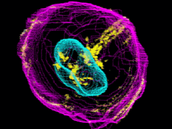 【j2开奖】画家建立最大人类细胞三维图像库，欲利用深度学习改变细胞学
