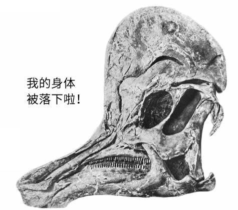【j2开奖】快一个世纪了，这个孤单的恐龙头骨终于找回了自己的身体