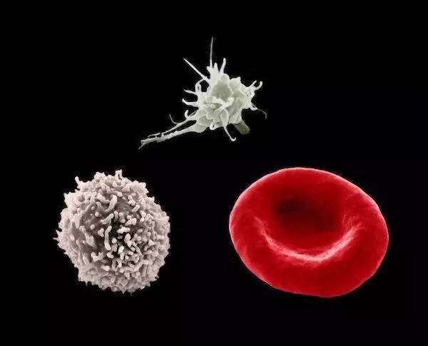 码报:【j2开奖】重磅丨人类终于首次成功生产出造血干细胞！为血液疾病患者带来生机