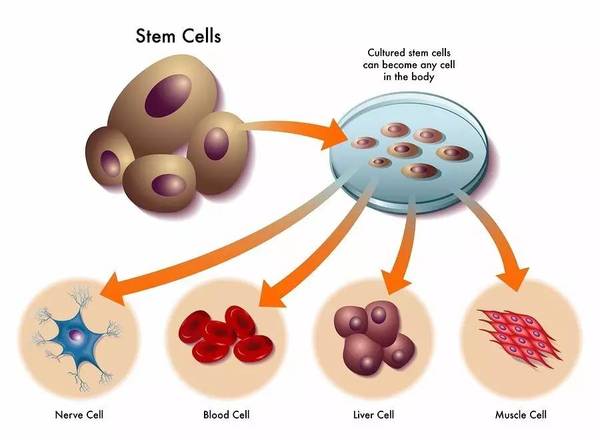 码报:【j2开奖】重磅丨人类终于首次成功生产出造血干细胞！为血液疾病患者带来生机