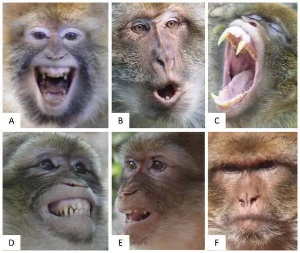 报码:这6张猴脸，哪个是不高兴？认不出？难怪你被猴